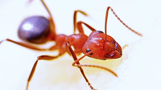 Dealing with an ant infestation in office