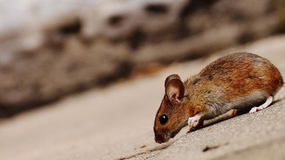 Chuột và động vật gặm nhấm