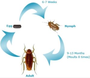 cockroaches lifecycle - Atalian Vietnam